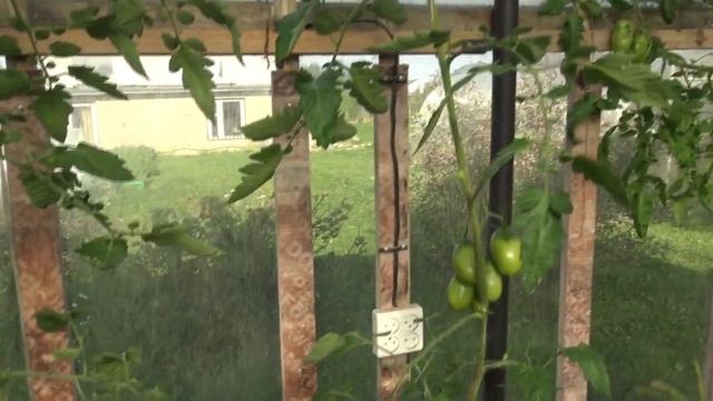 Томаты сортов Задурелла и Зеленая груша смотреть онлайн
