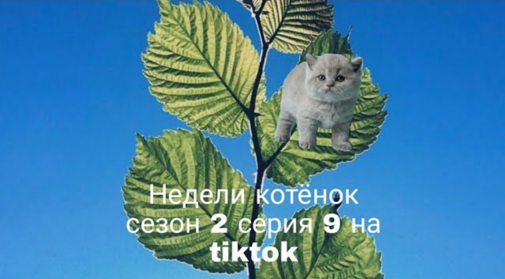 Недели котёнок сезон 2 серия 9 на tiktok смотреть онлайн