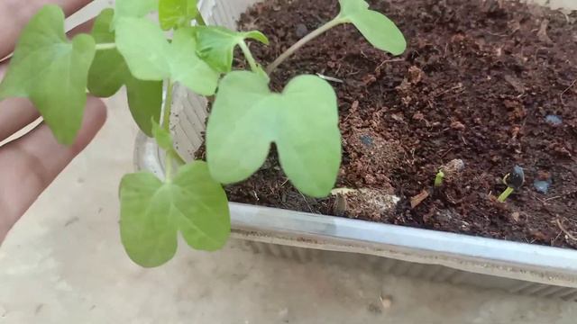 फरवरी में मैंने कौन-कौन से पौधें बीज से उगाए हैं/seedlings update / grow seeds in February смотреть онлайн