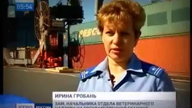 Кенгурятина. Мясо кенгуру везут в Россию