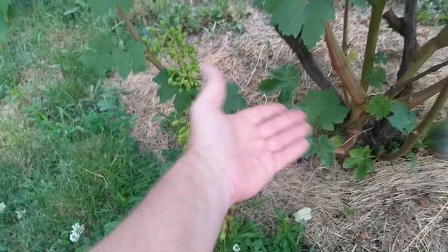 Плюсы в загущености винограда и результат работы Милдиката,видеоотчёт. смотреть онлайн