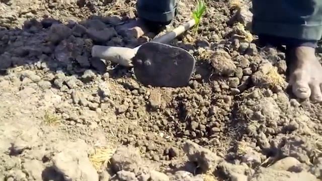 Struggling to survive on the Zambezi River Banks [NCHELELA] смотреть онлайн