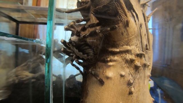 Как охотится и ест древесный птицеед Poecilotheria regalis / Tarantula feeding смотреть онлайн