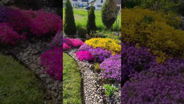 phlox subulata and aurinia saxatilis in garden смотреть онлайн