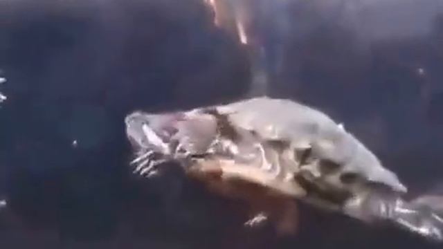 Tortoise showing his strength on swimming Gold medal 2015 смотреть онлайн