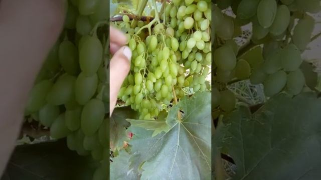 Кишмиш Велес только стал окрашиваться смотреть онлайн