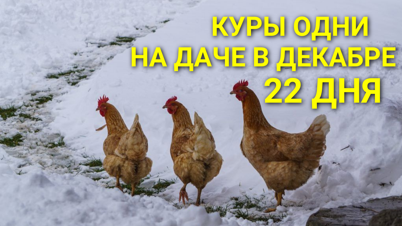 Курятник на даче / 22 дня в декабре куры одни на даче смотреть онлайн