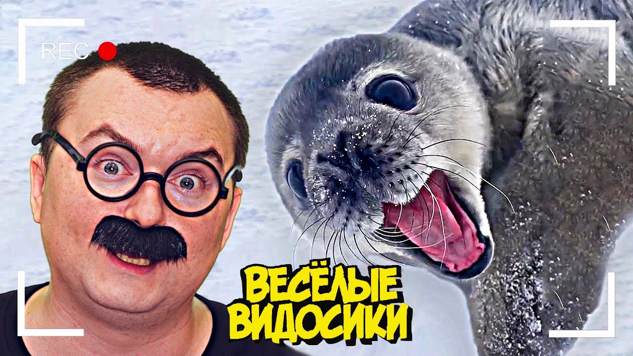 ВЕСЕЛЫЕ ВИДОСИКИ! смотреть онлайн