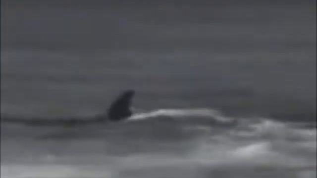 The_WHALE_ate_man!!! _КАСАТКА_съела_человека! смотреть онлайн