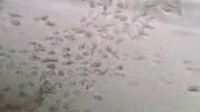 Собака и аромат.... смотреть онлайн