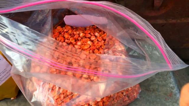 Самое время для высадки сахарной кукурузы.