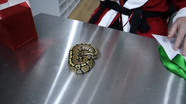 Vanilla Ball Python Genetics and Amazing Combos Day 4 of NFM Christmas Specials смотреть онлайн