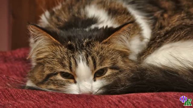 Я тебя не отдам! КОТЕНОК не позволил усыпить своего старшего друга смотреть онлайн