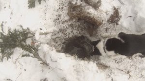 Охота на бобра капканами зимой