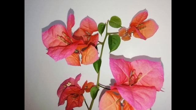 Бугенвиллия (Bougainvillea) / Домашнее и уличное цветение Mrs Butt Compact (Лето 2019) смотреть онлайн