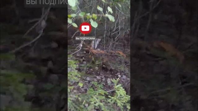 ПОКОРМИЛИ ДИКУЮ ЛИСУ В ЛЕСУ / FED A WILD FOX IN THE FOREST #shorts #лиса #лес #природа #загородом смотреть онлайн