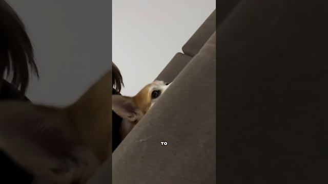 Топ пять что подарить своему мужику #милюков #животные #корги #юмор смотреть онлайн