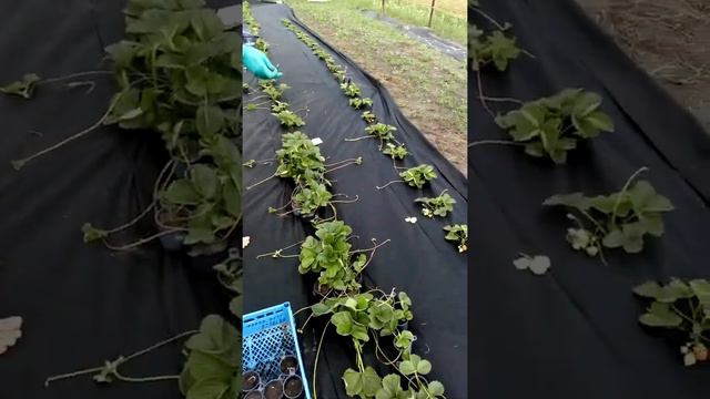 Как сделать качественную рассаду клубники в стаканчиках смотреть онлайн