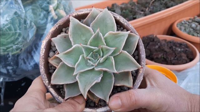 SUCULENTAS - Porque eu uso o saco plástico nas minhas suculentas | Fran natura смотреть онлайн