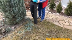 Как ускорить Рост Хвойных?Это реально?Обрезка можжевельника MOONGLOW.Когда провожу обрезку весной.