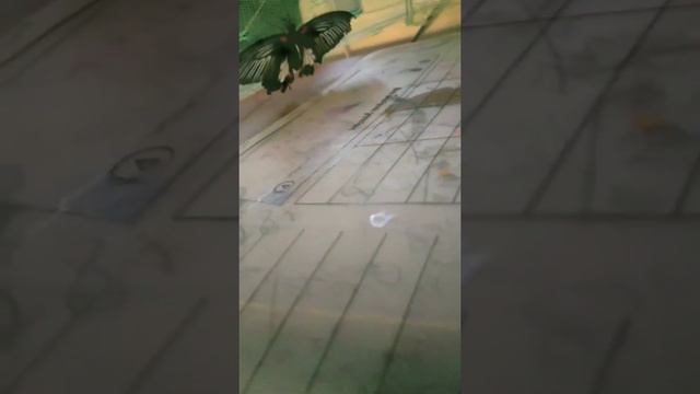 Бабочкарий fly fly Моя первая бабочка 🦋 смотреть онлайн