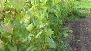 @Применение гиббереллина на винограде, улучшаем урожай