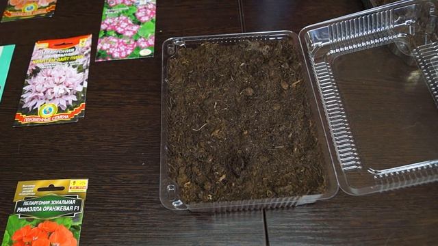 Сею семена пеларгонии. Герань посев семян смотреть онлайн