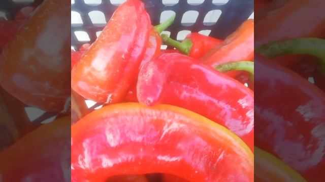 Собираю перец//готовлю семена на следующей год //пеку булочки смотреть онлайн