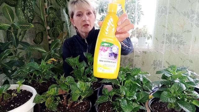 Шикарные новинки крупнолистной гортензии 2023 г. Реанимирую гортензию Confetti Panther.???#новинки смотреть онлайн