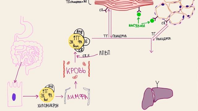 Биохимия. Транспорт липидов в липопротеинах. Часть 1
