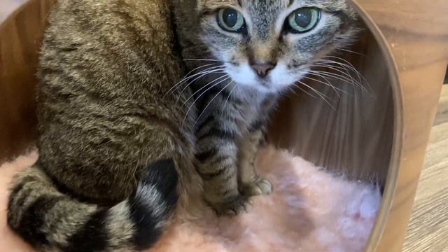 5 Hidden Gems In Murfreesboro Tennessee смотреть онлайн