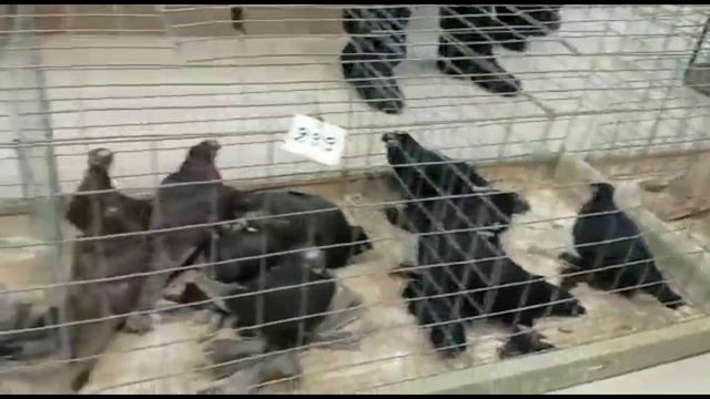 Воронеж выставка и ярмарка. Двухчубые голуби. Tauben. Pigeons. Palomas. Pombos. 비둘기. کبوترها.