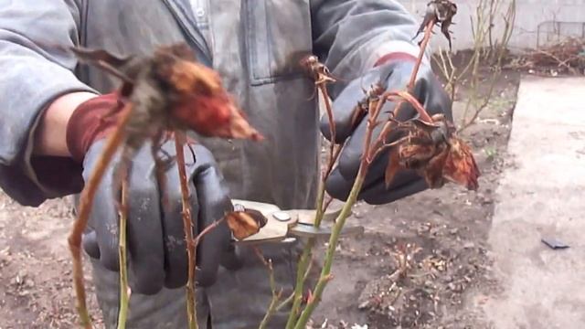 Как и когда обрезать розы смотреть онлайн