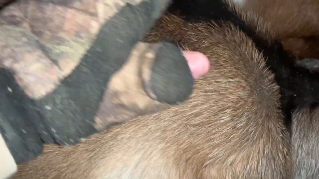 Why my giant sunflower didn’t grow bigger!! Supporting giant cucumber & making a mushroom log смотреть онлайн