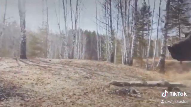Просто раслабон с погрызушкой доберман Бэст смотреть онлайн