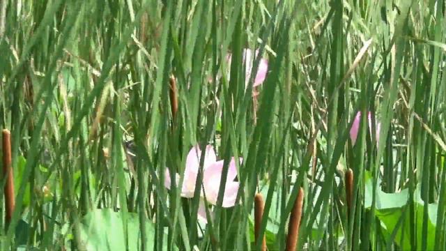 Уссурийск, цветущие лотосы в частном секторе, июль 2021 г. смотреть онлайн