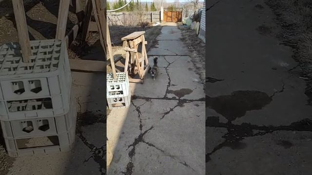 Ребята вышли на прогулку деревенские кошки ? village cats смотреть онлайн