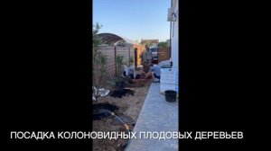 Посадка колоновидных плодовых деревьев