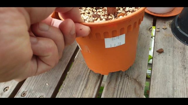 Growing Caladium from bulbs - bulbs to fully grown (with updates! How long did it take?) смотреть онлайн