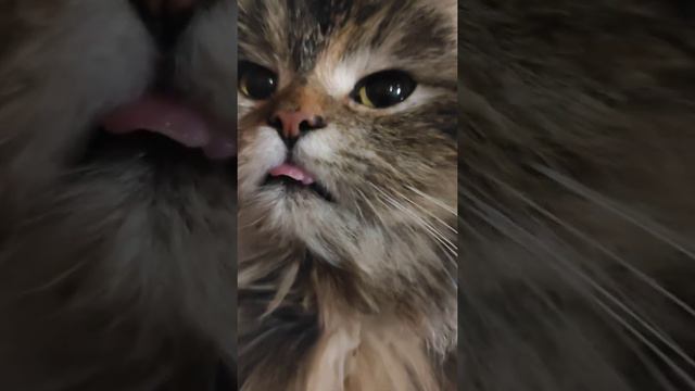 Деревенская кошка Пушинка ❤ cat смотреть онлайн