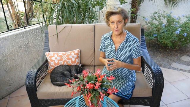 Christmas Cactus Care: How To Grow This Long Lived Flowering Succulent Houseplant / Joy Us Garden смотреть онлайн