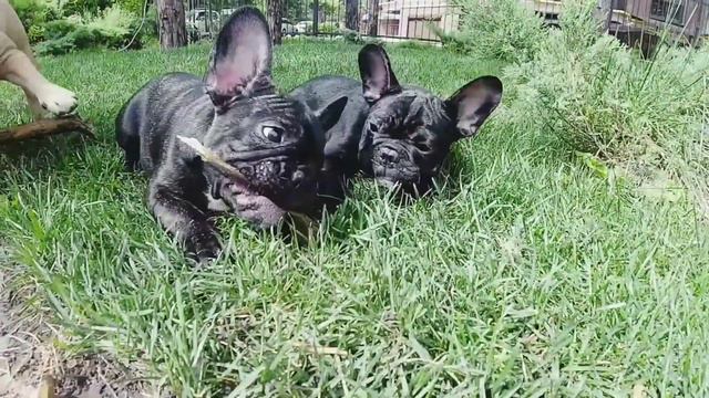 Французские бульдоги играют с палочкой на улице смотреть онлайн