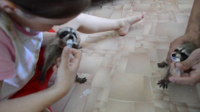 Как накормить енота малыша?