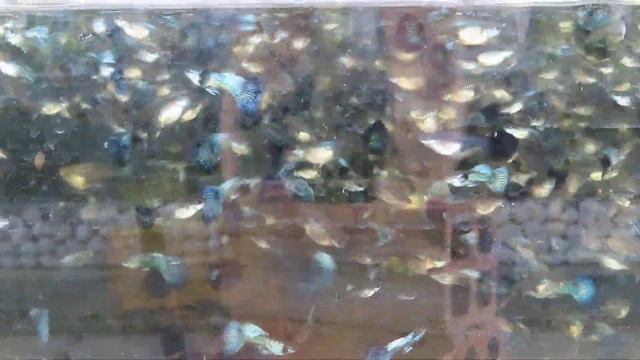 Aquarium (blue dragon guppies) after 6 months смотреть онлайн