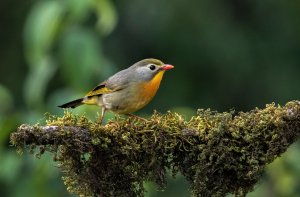 Для кошек  Птицы  Звуки природы