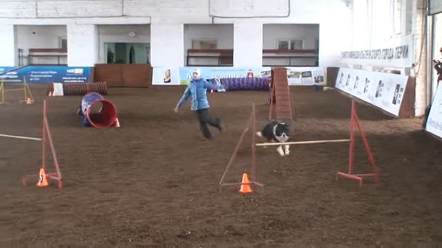 2014 04 06 Руссу Даша и бордер колли Уникум