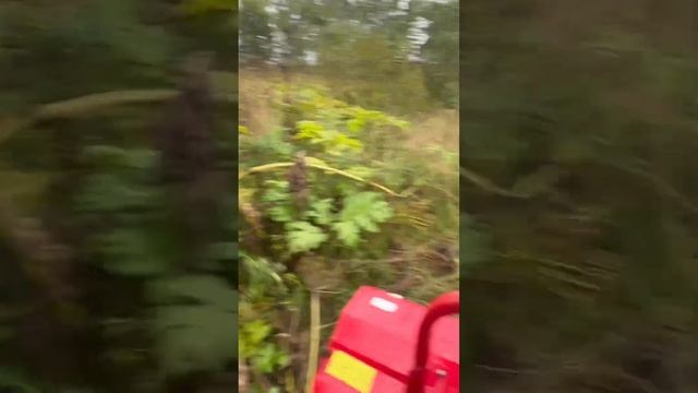 Косим борщевик мульчером