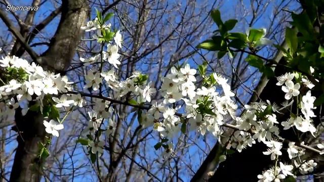 Великолепная музыка Сергея Грищука и красивое видео! Посмотрите и послушайте!!! смотреть онлайн