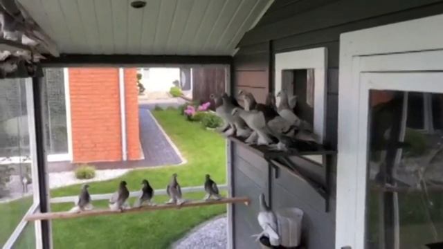 Среднеазиатские бойные голуби в Германии Николая Быкова. Tauben. Deutschland.