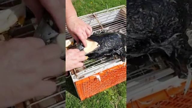 Как быстро избавится от перьев Гуски СМОЛОЙ #ЛАЙФХАК смотреть онлайн